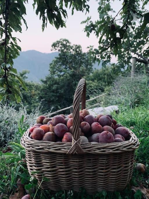Il Riccio Appartamento Cernobbio Ngoại thất bức ảnh
